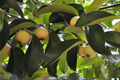 Mangosteen Tree (Garcinia mangostana) Starter Plant - Exotic Tropical Fruit