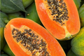 Papaya Tree (Carica papaya) Live Starter Plant, 1-2 ft – Sweet Tropical Fruit