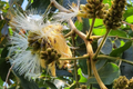 Jumbo Ice Cream Bean Tree (Inga edulis) Starter Plant 12-24" - Vanilla-Flavored Pods