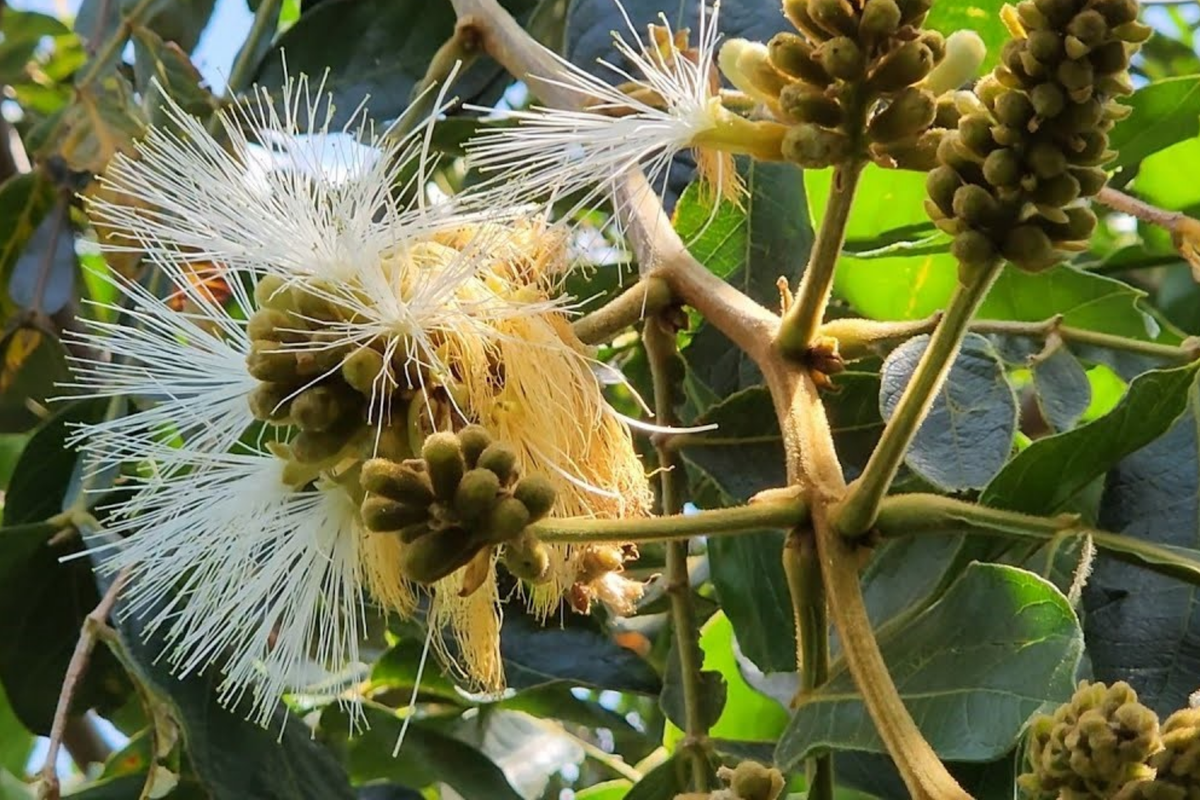 Jumbo Ice Cream Bean Tree (Inga edulis) Starter Plant 12-24" - Vanilla-Flavored Pods