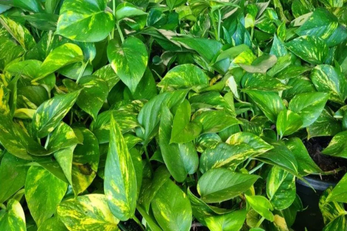 Golden Pothos (Epipremnum aureum) Starter Plant 12-24" – Low Maintenance, Air-Purifying