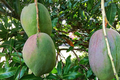 Julie Mango Tree Seedling (Mangifera indica) 1-2' | Starter Plant for Small Spaces