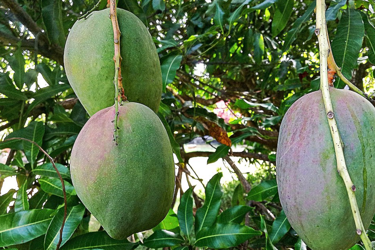 Julie Mango Tree Seedling (Mangifera indica) 1-2' | Starter Plant for Small Spaces