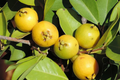 Strawberry Yellow Guava Tree (Psidium littorale var. lucidum) 1-2' Starter Plant