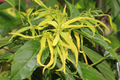 Ylang Ylang Live Tree (Cananga odorata) Starter Plant 1'–2' – Fragrant Tropical Tree