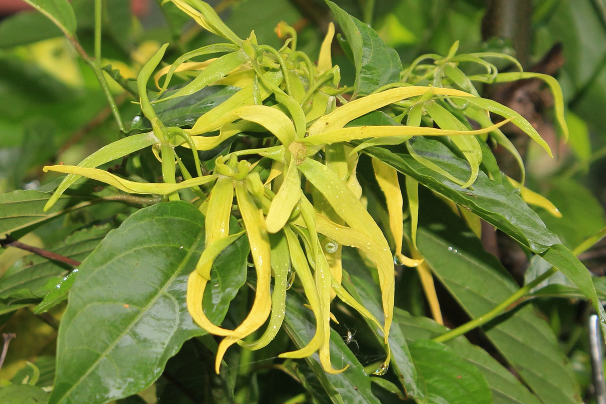 Ylang Ylang Live Tree (Cananga odorata) Starter Plant 1'–2' – Fragrant Tropical Tree