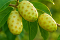 Noni Fruit Tree Morinda citrifolia - Live Starter Plant (6-12")