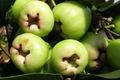 Green Wax Jambu Fruit Tree (Syzygium samarangense) - Starter Plant 12-24"