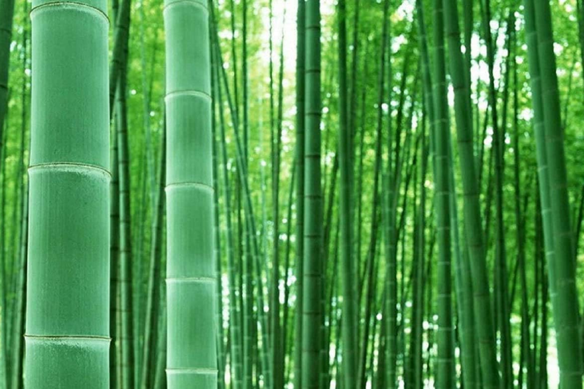 Bambusa vulgaris Bamboo Starter Plant - 12"-24" Live Bamboo for Privacy Screens
