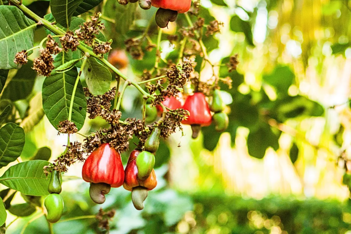 Cashew Nut Tree (Anacardium occidentale) - 12"-18" Starter Live Tree