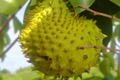 Golden Yellow Soursop Tree (Annona muricata) - 10"-20" Live Starter Plant