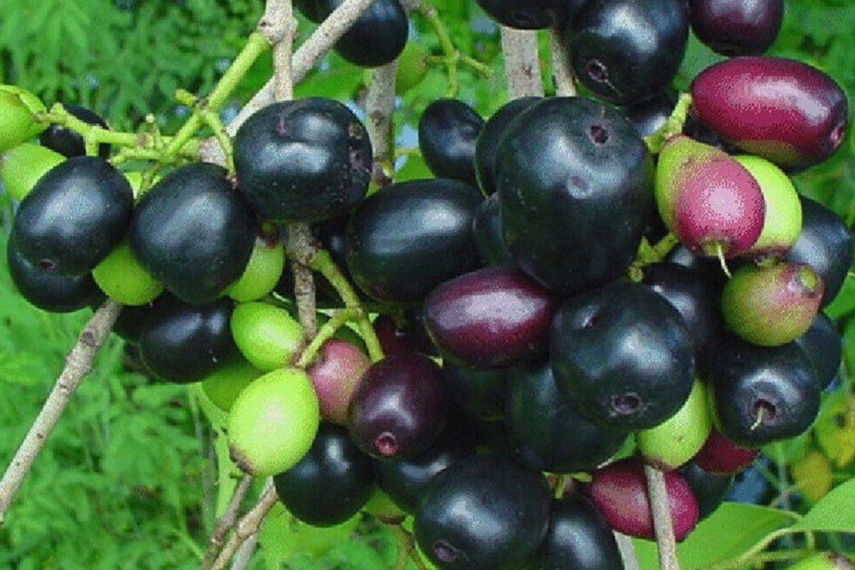 Black Java Plum Tree - Syzygium cumini Starter Plant (1'-2' Tall) | Tropical Fruit Tree