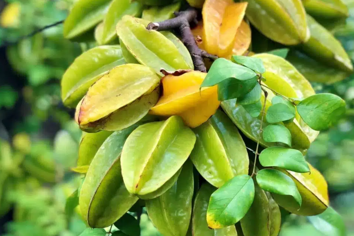Big Carambola Grafted Tree - Averrhoa carambola Starter Plant, 2'–3' Tall