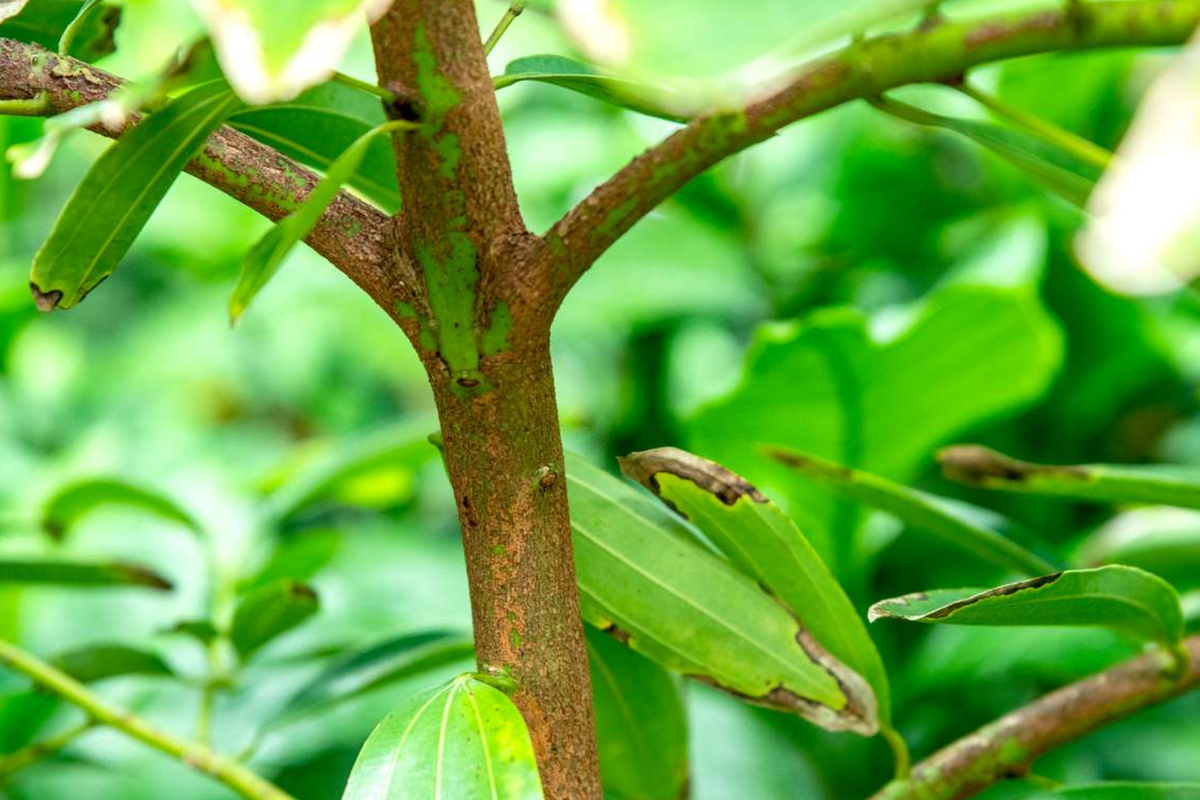Cinnamon Tree - Cinnamomum verum Live Starter Plant 12-24" Tall