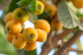 Loquat Tree - Live 1-2 ft Eriobotrya japonica Starter Plant for Garden or Container