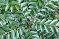 Curry Tree - Live Murraya koenigii Plant 1-2 ft, Starter Plant