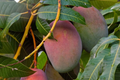 Julie Grafted Mango Tree - 3-4 FT | Fiber-Free, Sweet Mangoes