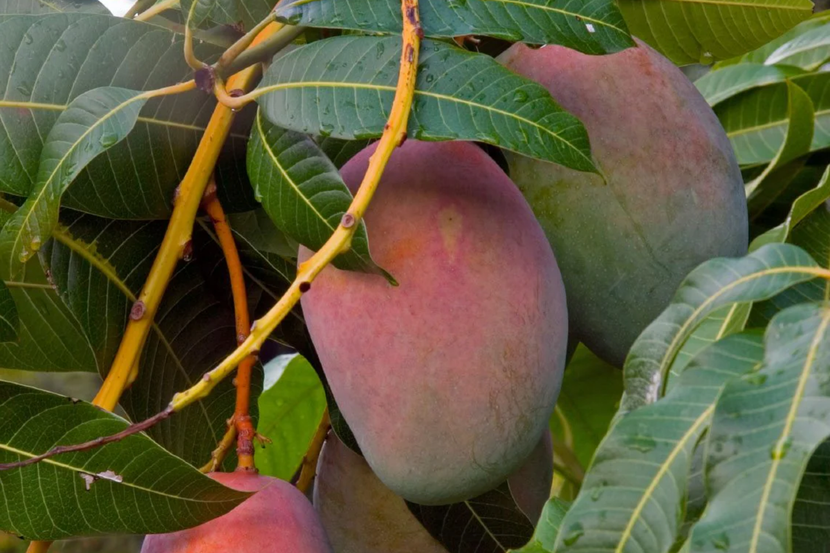 Julie Grafted Mango Tree - 3-4 FT | Fiber-Free, Sweet Mangoes