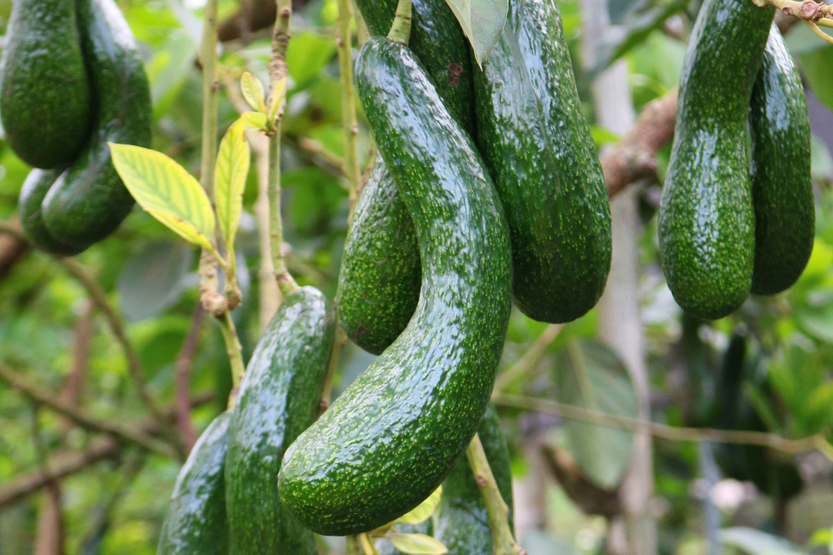 Avocado Longneck Tree Seedling – 1-2 ft, Self-Pollinating, Year-Round fruit