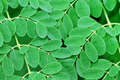 Moringa Tree Starter Plant (Moringa oleifera) 3'-4' Tall – Miracle Tree