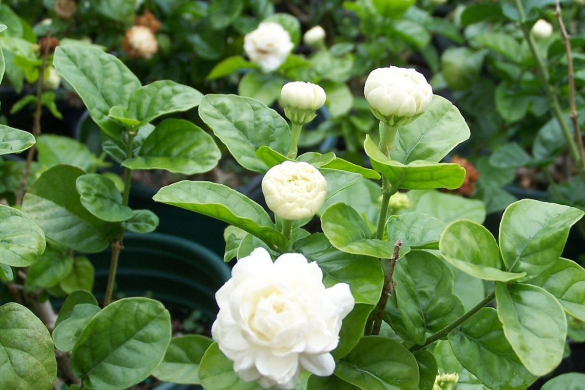 Grand Duke of Tuscany Jasmine Starter Plant - Jasminum sambac Bare Root, 2-5"