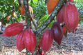 Cacao Tree Starter Plant (Theobroma cacao) Forastero - 1'–2' Live Tropical Fruit Tree