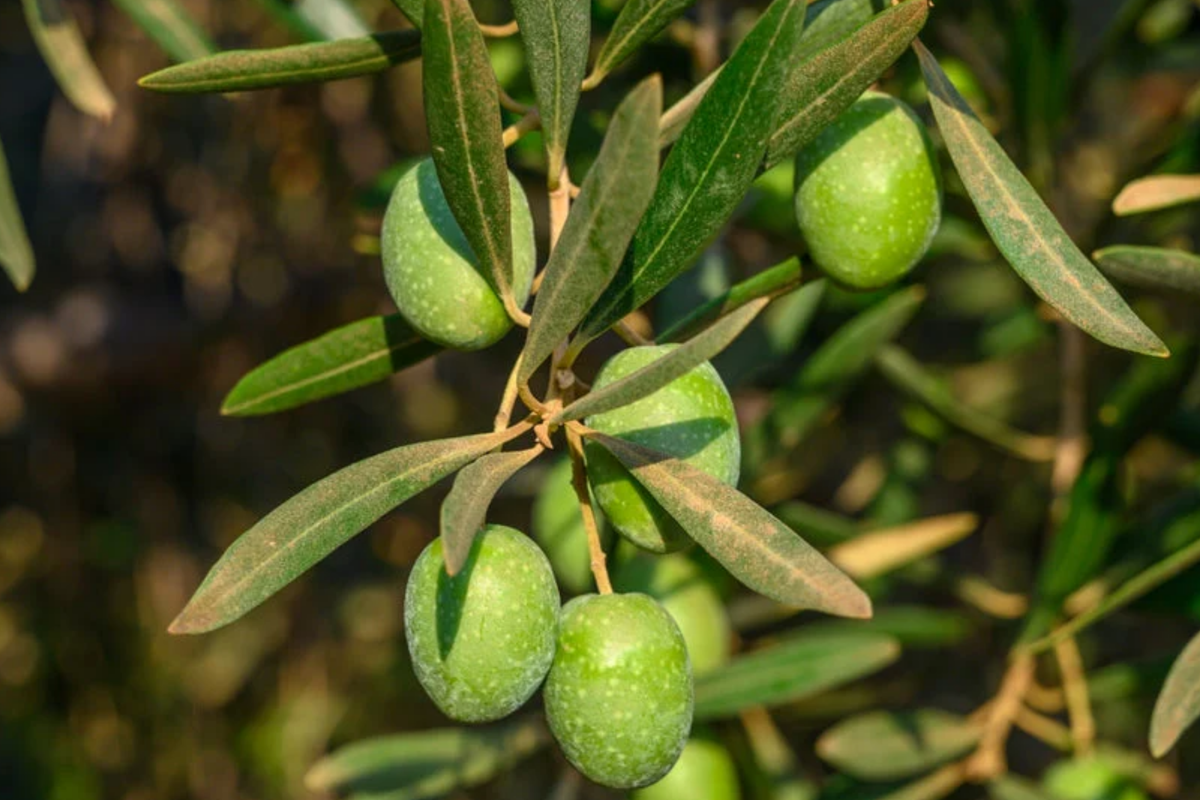 Olive Tree Starter Plant (Olea europaea) – Live Fruit Tree, Full Sun, Drought-Tolerant