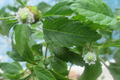 Long Coriander (Culantro) Starter Plant - Eryngium foetidum, 12-18 inches