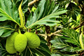 Grafted Breadfruit Tree (Artocarpus altilis) – Starter Plant, 3-4 ft, Full Sun, Zone 9-11