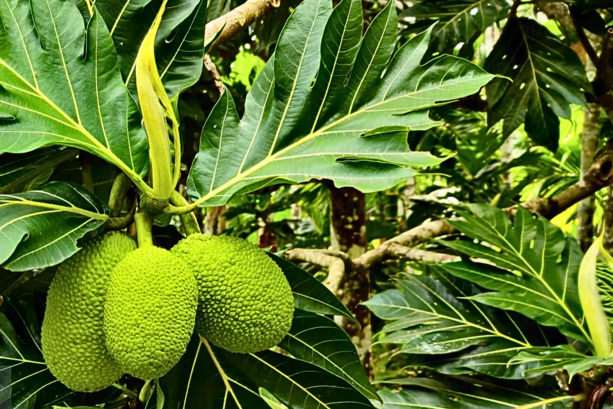 Grafted Breadfruit Tree (Artocarpus altilis) – Starter Plant, 3-4 ft, Full Sun, Zone 9-11