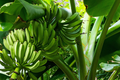 Plantain Starter Plant - Musa × paradisiaca 1-2' Live Tropical Fruit Tree