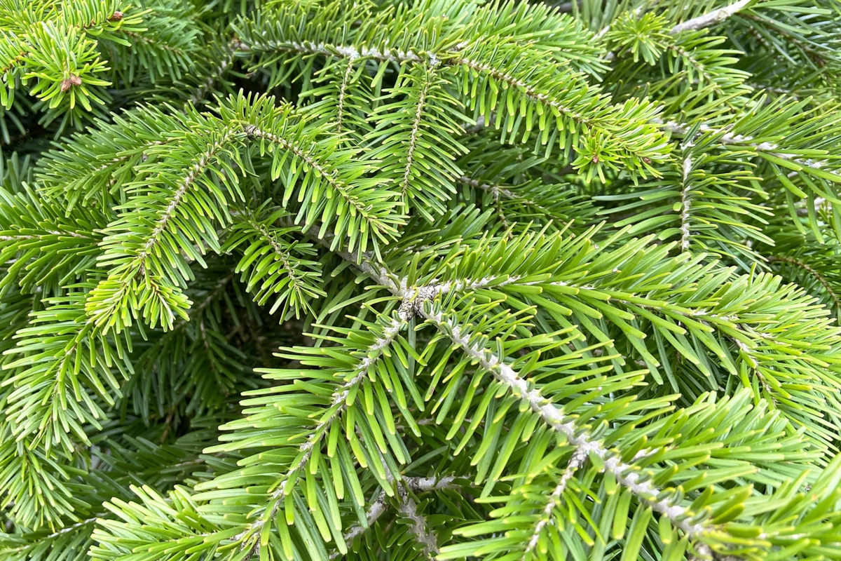 30 Seeds Abies Balsamea Lake State Balsam Fir Seeds for Planting | Native Evergreen Tree