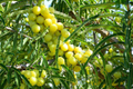 Otaheite Gooseberry Starter Plant (Phyllanthus acidus) 1"-2" – Tropical Fruit Tree