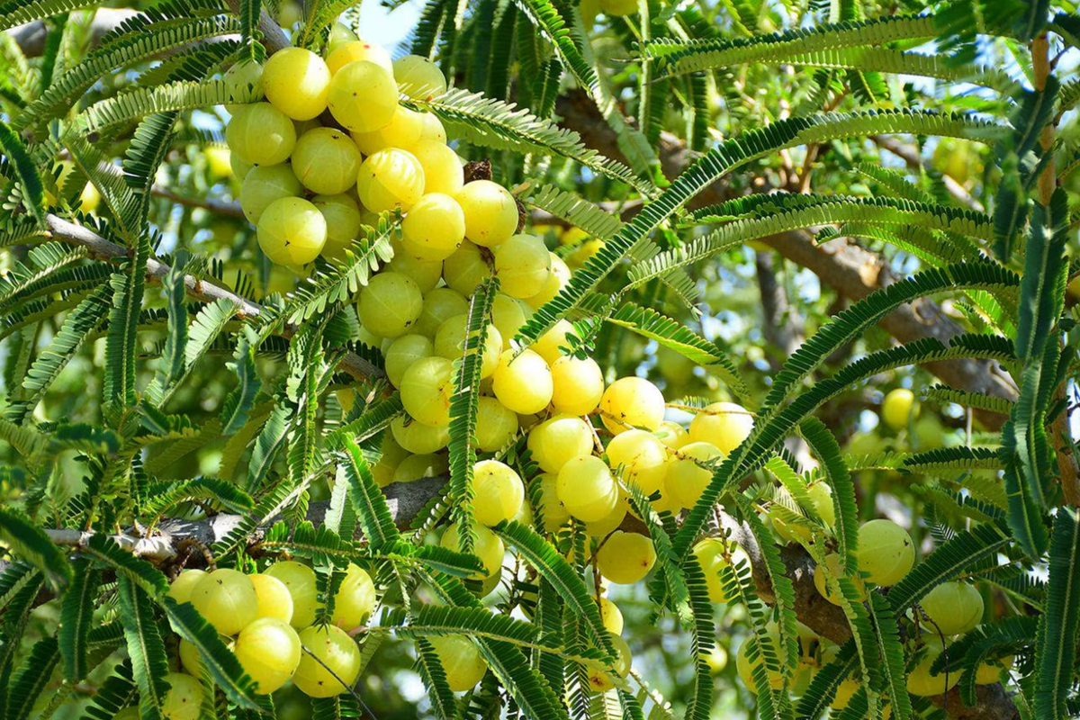 Otaheite Gooseberry Starter Plant (Phyllanthus acidus) 1"-2" – Tropical Fruit Tree