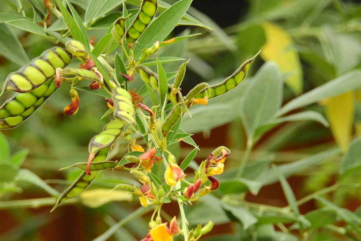Pigeon Pea Starter Plant (Cajanus cajan) 12-24" - Tropical Legume, Drought-Tolerant