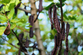 Carob Tree Starter Plant (Ceratonia siliqua) 12-24" | Algarroba Live Tree