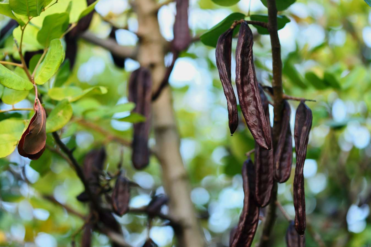 Carob Tree Starter Plant (Ceratonia siliqua) 12-24" | Algarroba Live Tree