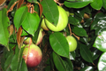 Star Apple Tree (Chrysophyllum cainito) Starter Plant 1–2 ft | Tropical Evergreen Fruit