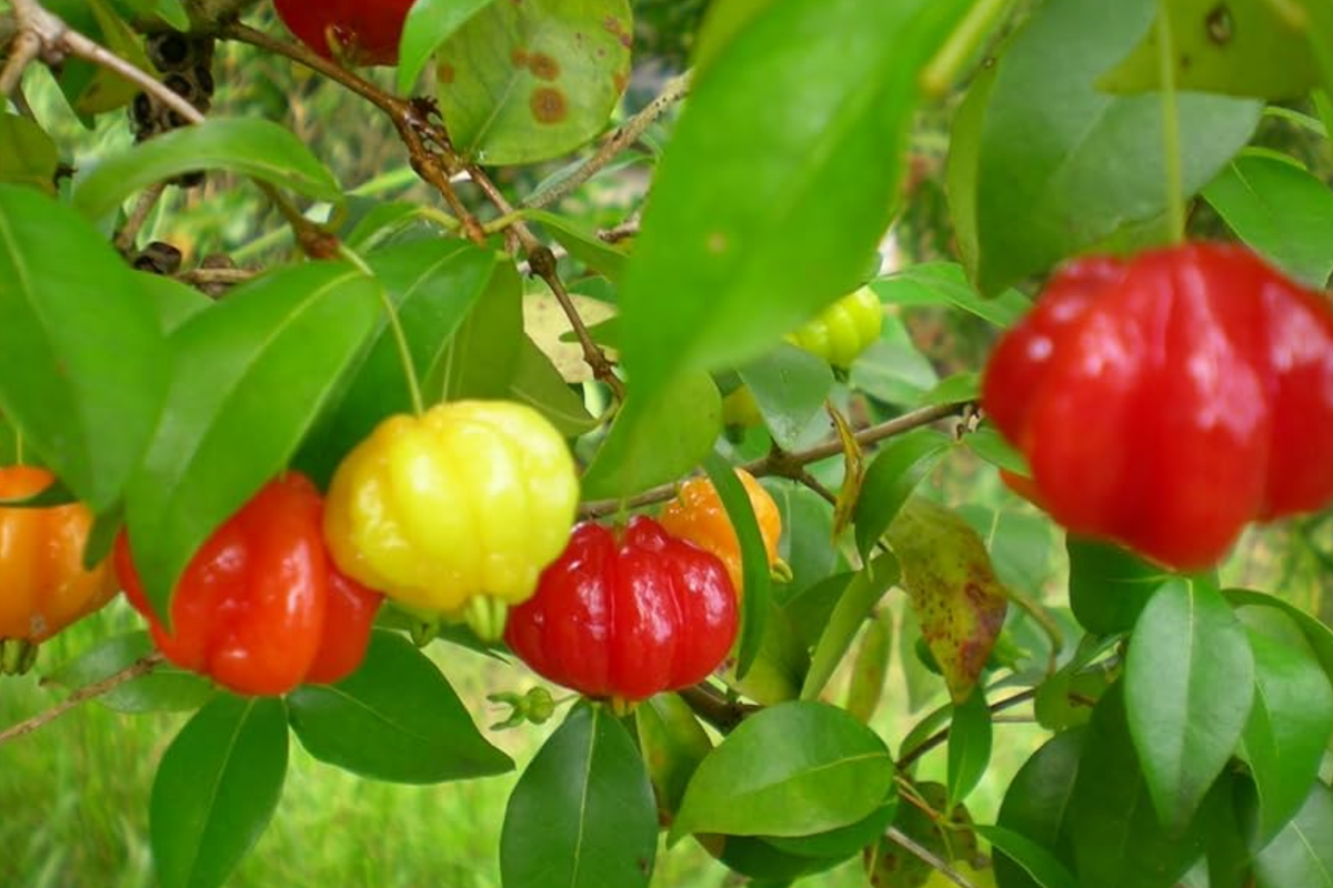 Pitanga (Surinam Cherry) Eugenia uniflora Starter Plant 2-3 ft