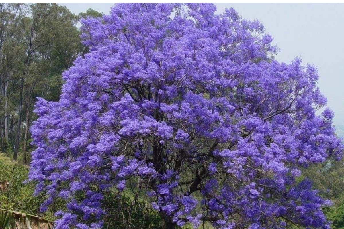 Jacaranda Mimosifolia Blue Flamboyant Tree - Starter Plant, 8-18"