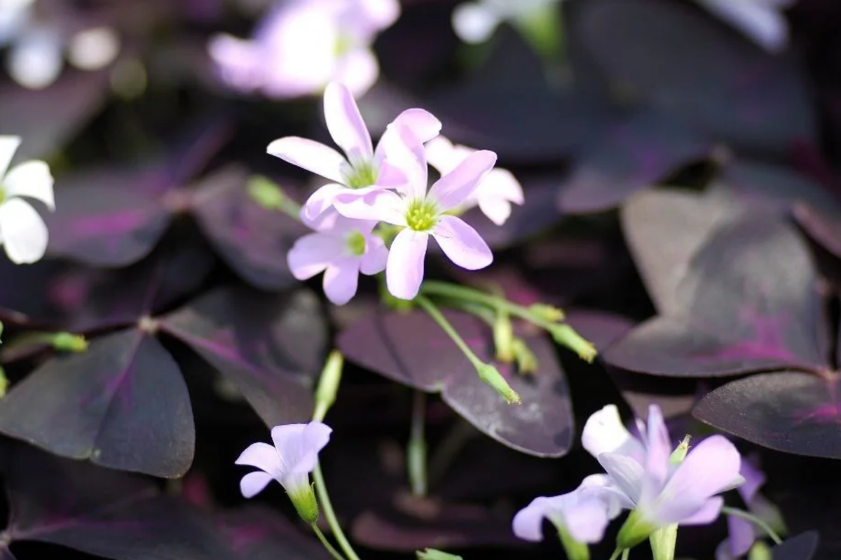 False Shamrock Oxalis Triangularis Starter Plant - Purple Heart-Shaped Foliage 6-12"