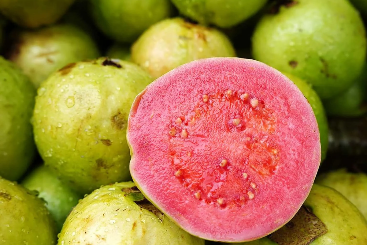 Red Guava (Psidium guajava) Starter Tree 12-24" – Tropical Fruit, 9-11 USDA Zones