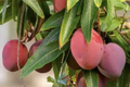 Grafted Mango Haden Tree (Mangifera indica) Starter 3-4 ft – Juicy Sweet & Tangy