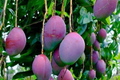 Palmer Mango Tree (Mangifera) - Grafted Starter Plant 2-3' - Large Purple Mangoes