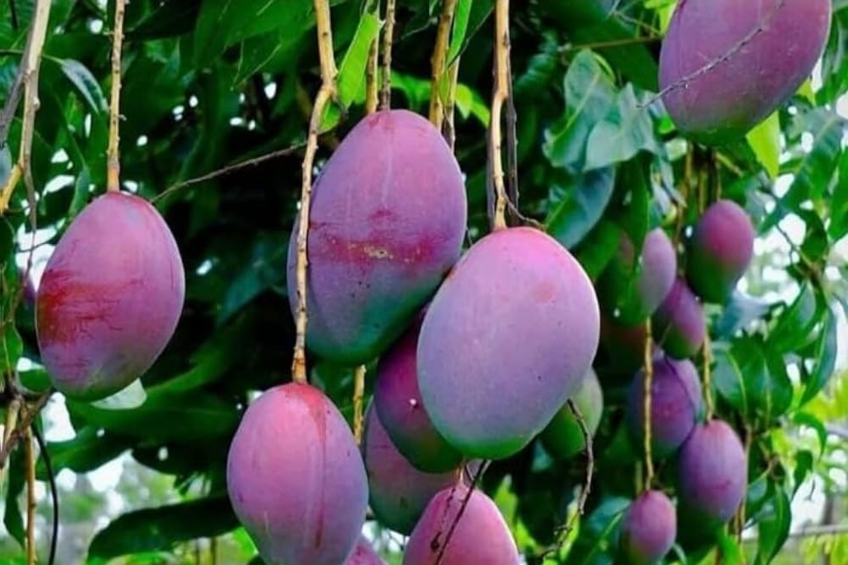 Palmer Mango Tree (Mangifera) - Grafted Starter Plant 2-3' - Large Purple Mangoes