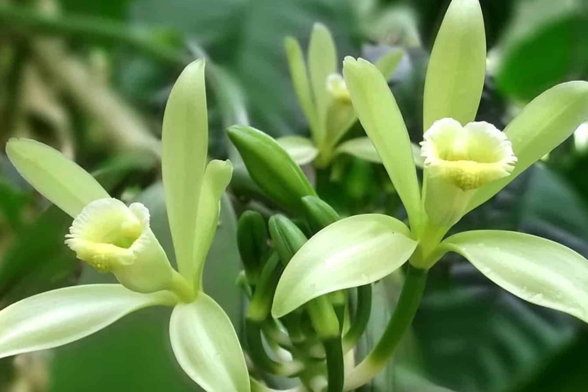 Tahitian Vanilla Orchid Plant (Vanilla tahitensis) Starter Vine