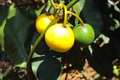 Lemon Drop Mangosteen (Garcinia intermedia) Starter Plant - Live 3"-12"