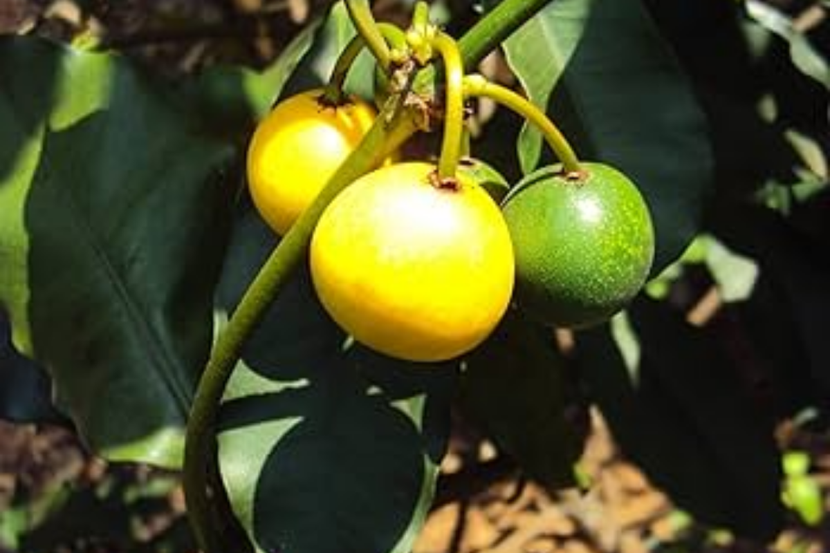 Lemon Drop Mangosteen (Garcinia intermedia) Starter Plant - Live 3"-12"