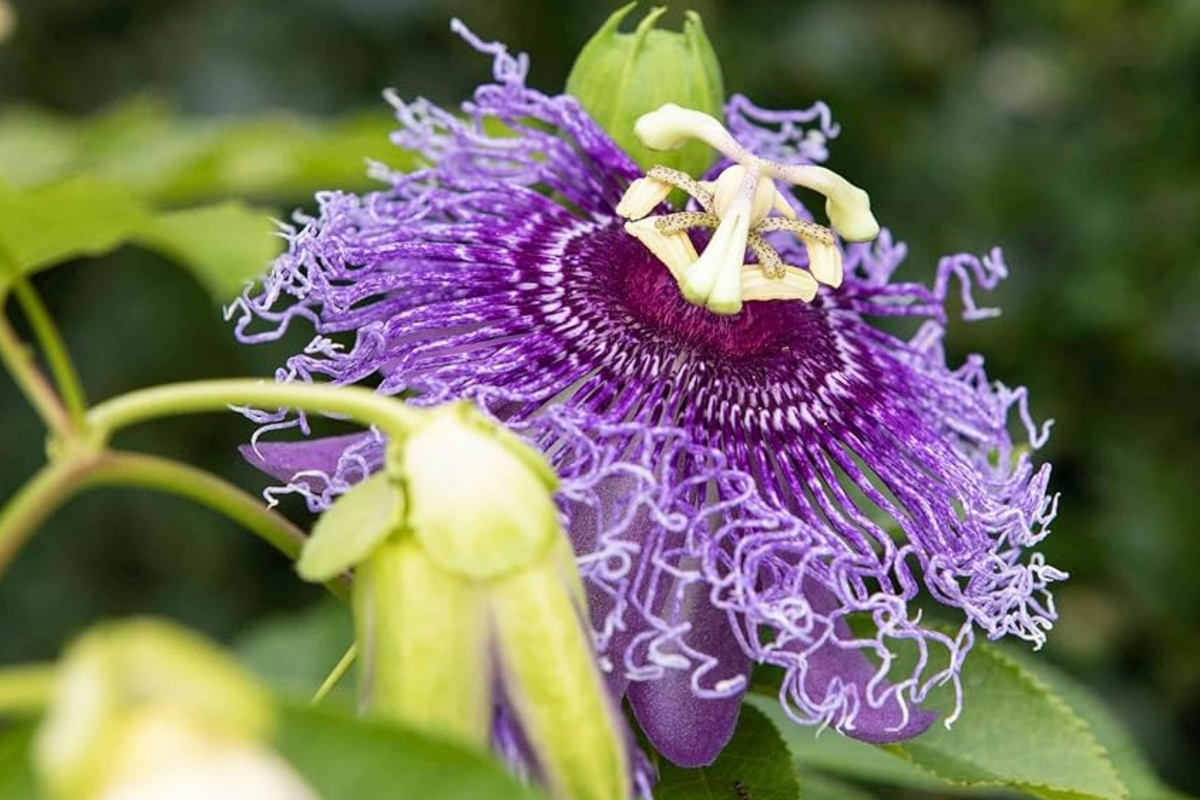 Purple Passion Fruit Plant Passiflora edulis Starter Plant - 10-12" Live Vine