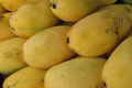 Grafted Mango Pineapple Tree – Live Starter Plant, 3-4 ft, Zones 9-11
